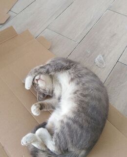 Olegbeksanov@gmail.com